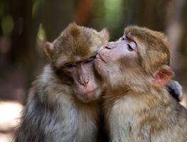 Monos practican más sexo con machos que con hembras: estudio