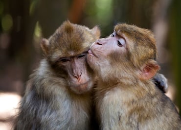 Monos practican más sexo con machos que con hembras: estudio