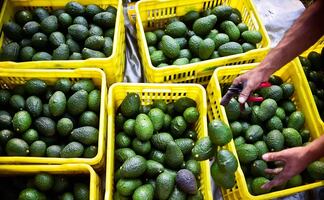 México enviará hasta 130,000 toneladas de aguacate a EU por el Super Bowl 2023
