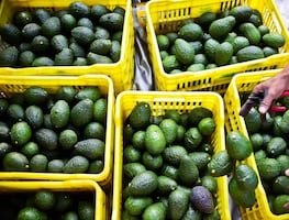 México enviará hasta 130,000 toneladas de aguacate a EU por el Super Bowl 2023