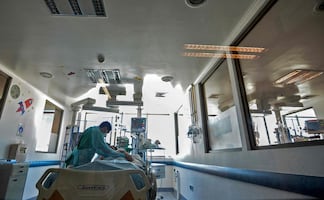 Fallece mujer que recibió riñón de un cerdo tres meses después del trasplante