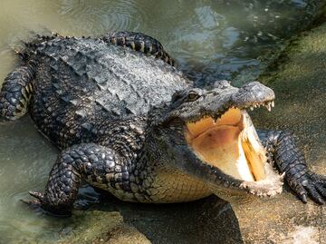 Jugador de futbol es devorado por cocodrilo en aterrador video
