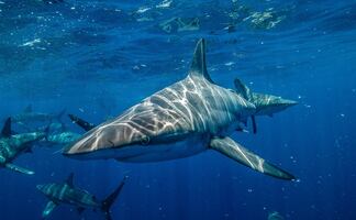 Dos personas resultaron heridas por ataques de tiburones en Volusia, Florida