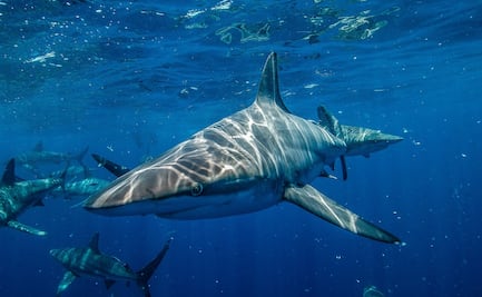Dos personas resultaron heridas por ataques de tiburones en Volusia, Florida