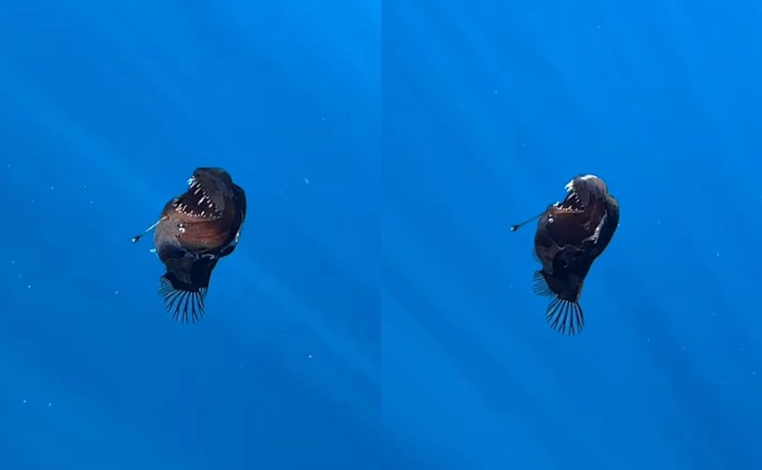 Insólito video del pez diablo negro captado por primera vez en superficie. ¿Qué es el monstruo marino?¿Es peligroso? Foto: Captura Instagram / Condrik-Tenerife