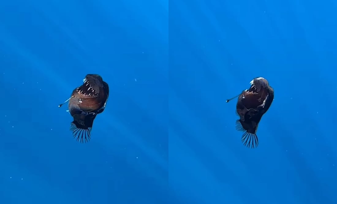 Insólito video del pez diablo negro captado por primera vez en superficie. ¿Qué es el monstruo marino?¿Es peligroso? Foto: Captura Instagram / Condrik-Tenerife