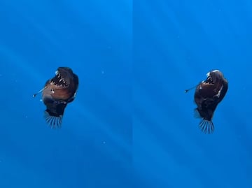 Insólito pez diablo negro es captado por primera vez en superficie. ¿Qué características tiene? ¿Es peligroso? VIDEO