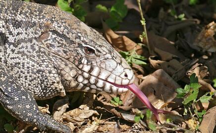 Alertan en EU por invasión de lagartos que 'devoran todo'
