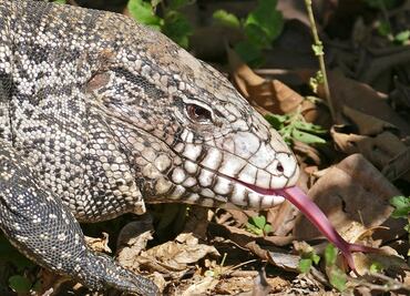 Alertan en EU por invasión de lagartos que 'devoran todo'