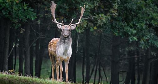 Advierten aumento de ciervos con enfermedad ‘zombie’ en EU