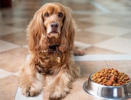 Alertan sobre alimento para perros contaminado con salmonela y listeria