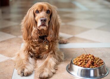 Alertan sobre alimento para perros contaminado con salmonela y listeria