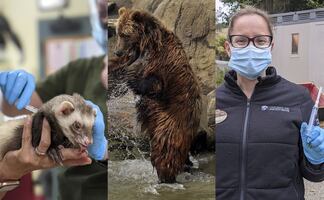 Covid-19: Zoológico de Oakland inicia vacunación de sus animales