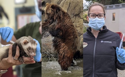 Covid-19: Zoológico de Oakland inicia vacunación de sus animales
