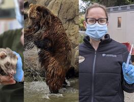 Covid-19: Zoológico de Oakland inicia vacunación de sus animales