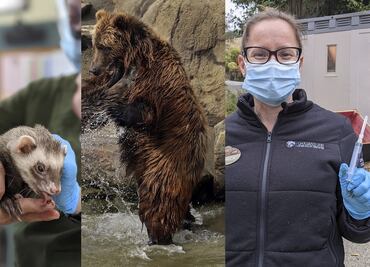 Covid-19: Zoológico de Oakland inicia vacunación de sus animales