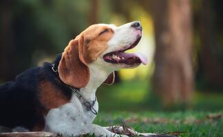 Los mejores parques nacionales pet-friendly en Estados Unidos