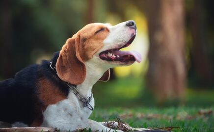 Los mejores parques nacionales pet-friendly en Estados Unidos