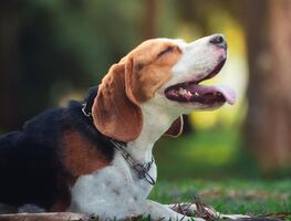 Los mejores parques nacionales pet-friendly en Estados Unidos