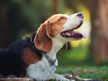 Los mejores parques nacionales pet-friendly en Estados Unidos