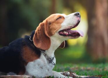 Los mejores parques nacionales pet-friendly en Estados Unidos