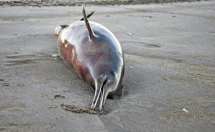 Más de mil 400 delfines muertos en jornada de caza en las islas Feroe