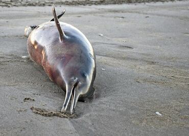 Más de mil 400 delfines muertos en jornada de caza en las islas Feroe
