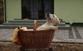 ¿Por qué los labradores son los perros más populares, según AKC?