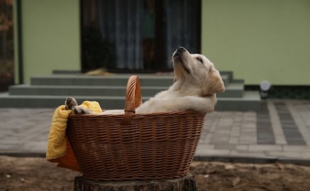 ¿Por qué los labradores son los perros más populares, según AKC?