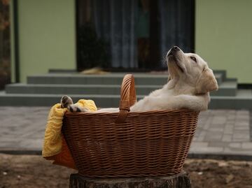 ¿Por qué los labradores son los perros más populares, según AKC?