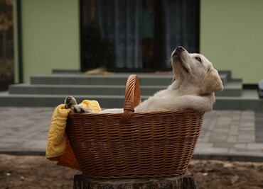 ¿Por qué los labradores son los perros más populares, según AKC?