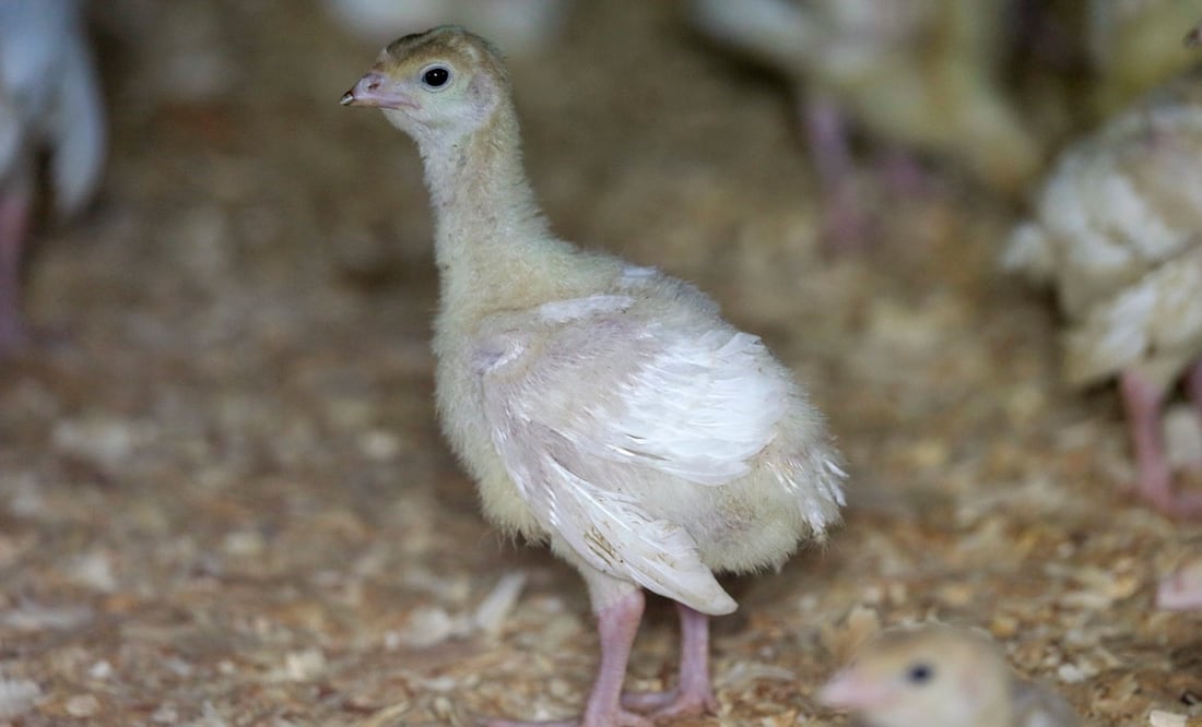 Identifican ‘mortal’ gripe aviar en bandadas de aves de corral en Estados Unidos. Foto: AP