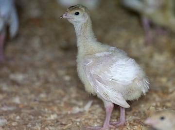 Identifican ‘mortal’ cepa de gripe aviar en bandadas de aves de corral en Estados Unidos