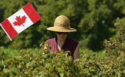 Canadá ofrece trabajo a horticultores mexicanos por $62,700 al mes