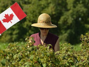 Canadá ofrece trabajo a horticultores mexicanos por $62,700 al mes