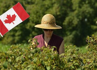 Canadá ofrece trabajo a horticultores mexicanos por $62,700 al mes