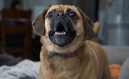 ¿Qué hacer para que tu perro deje de ladrar en exceso? 