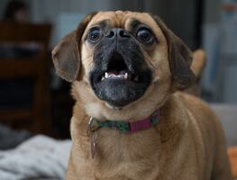 ¿Qué hacer para que tu perro deje de ladrar en exceso?