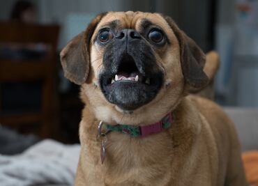 ¿Qué hacer para que tu perro deje de ladrar en exceso?