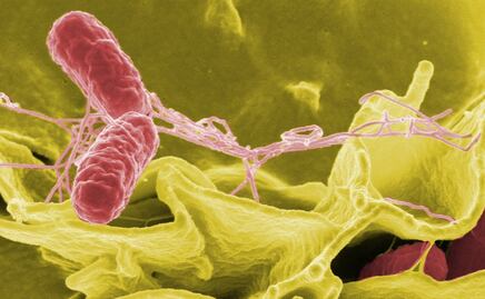 Alertan por brote de salmonela vinculado a suplemento: Importante tienda ya los retiró 