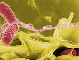 Alertan por brote de salmonela vinculado a suplemento: Importante tienda ya los retiró