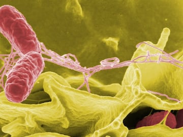 Alertan por brote de salmonela vinculado a suplemento: Importante tienda ya los retiró