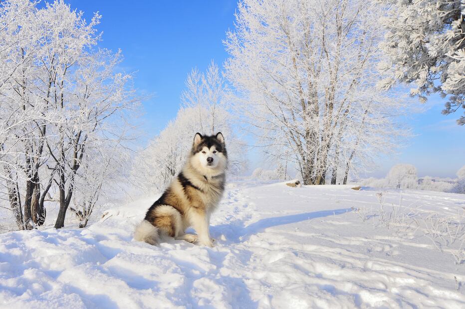 6 razas de perros que aman el clima frío y lo soportan mejor. Foto: iSTOCK-ZannaDemcenko