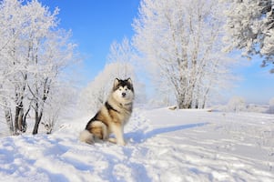 6 razas de perros que aman el clima frío. ¡Fueron criadas para soportar bajas temperaturas!