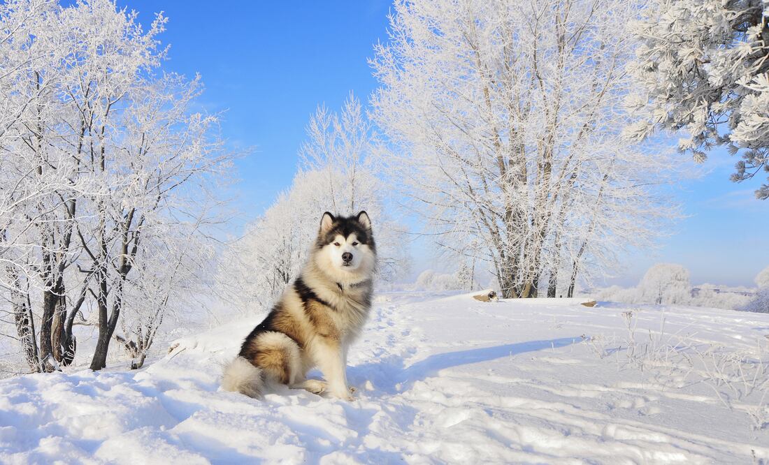 6 razas de perros que aman el clima frío y lo soportan mejor. Foto: iSTOCK-ZannaDemcenko