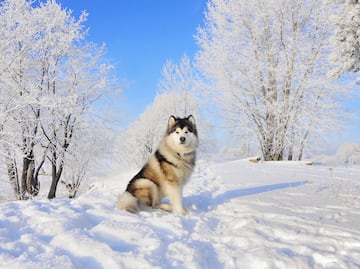 6 razas de perros que aman el clima frío. ¡Fueron criadas para soportar bajas temperaturas!