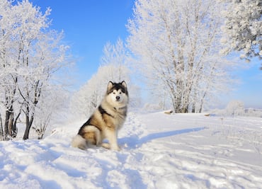 6 razas de perros que aman el clima frío. ¡Fueron criadas para soportar bajas temperaturas!