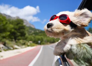 Esta es la esperanza de vida de los perros más populares