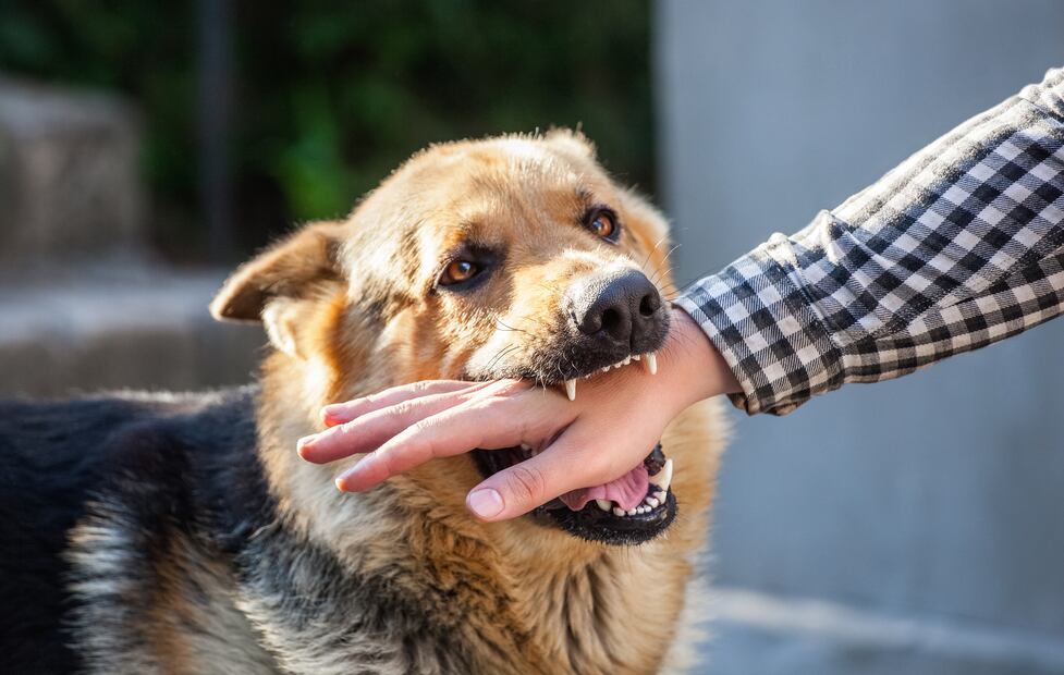 ¿Qué hacer si un perro te muerde?¿Cómo evitar una mordida? Esto dice Harvard. IStock/dimid_86