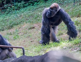 Varios gorilas del Zoo de Atlanta dan positivo a Covid-19